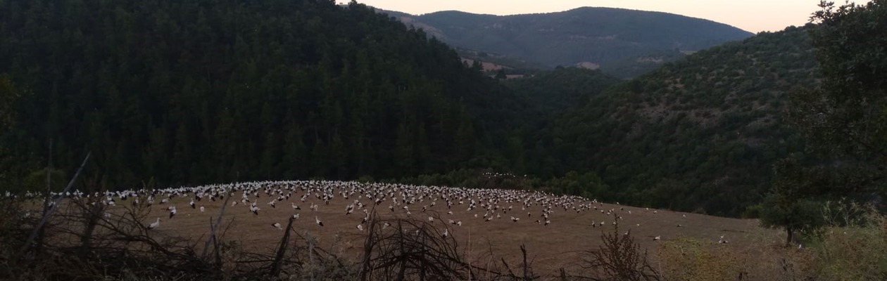 UEDAŞ'tan doğal yaşama saygı örneği